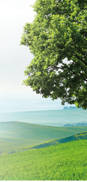 CS02-43_98 x 91_67